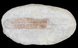 Pecopteris Fern Fossil (Pos/Neg) - Mazon Creek #70341-2